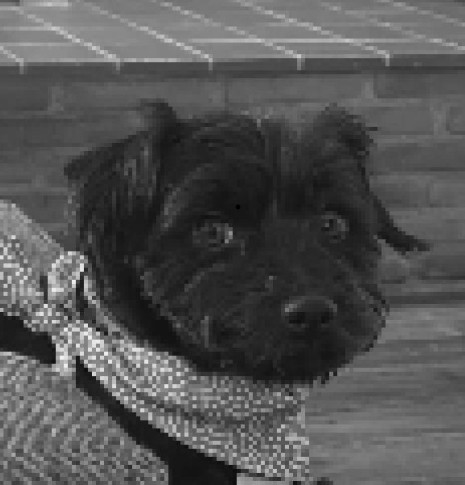 Closeup photo of Bean